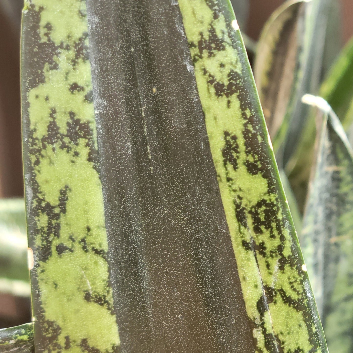 Snake Plant 'Whitney'/'Silver Flame'
