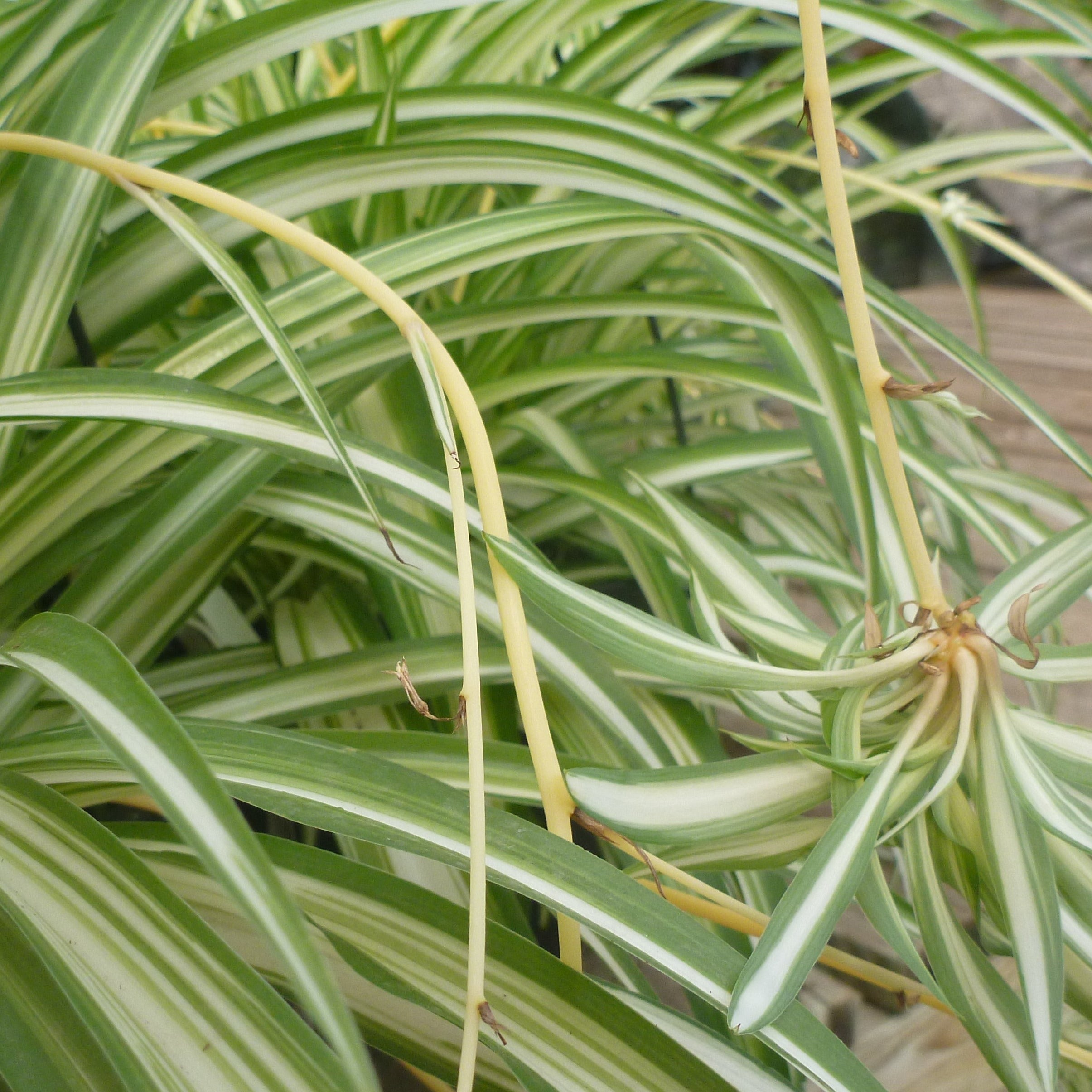 sticky spider plant Spider Plant