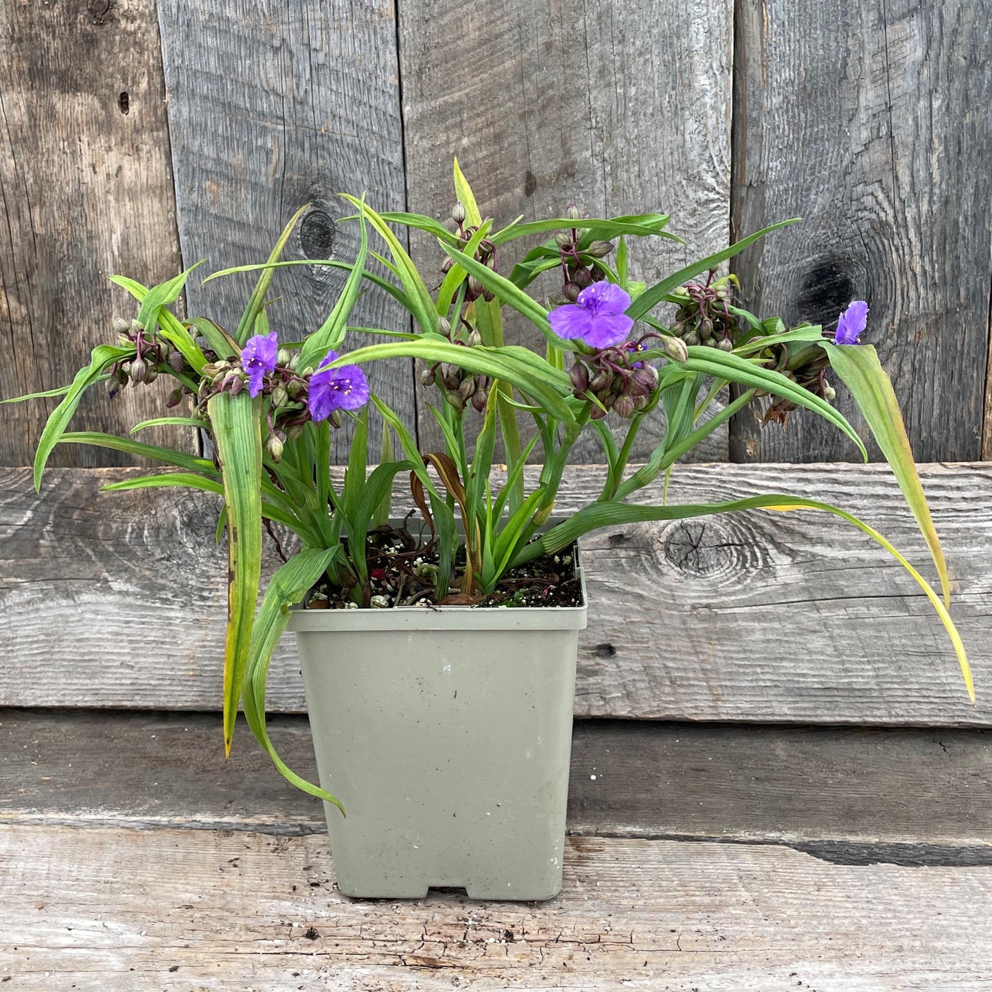 Spiderwort 'Zwanenburg Blue'