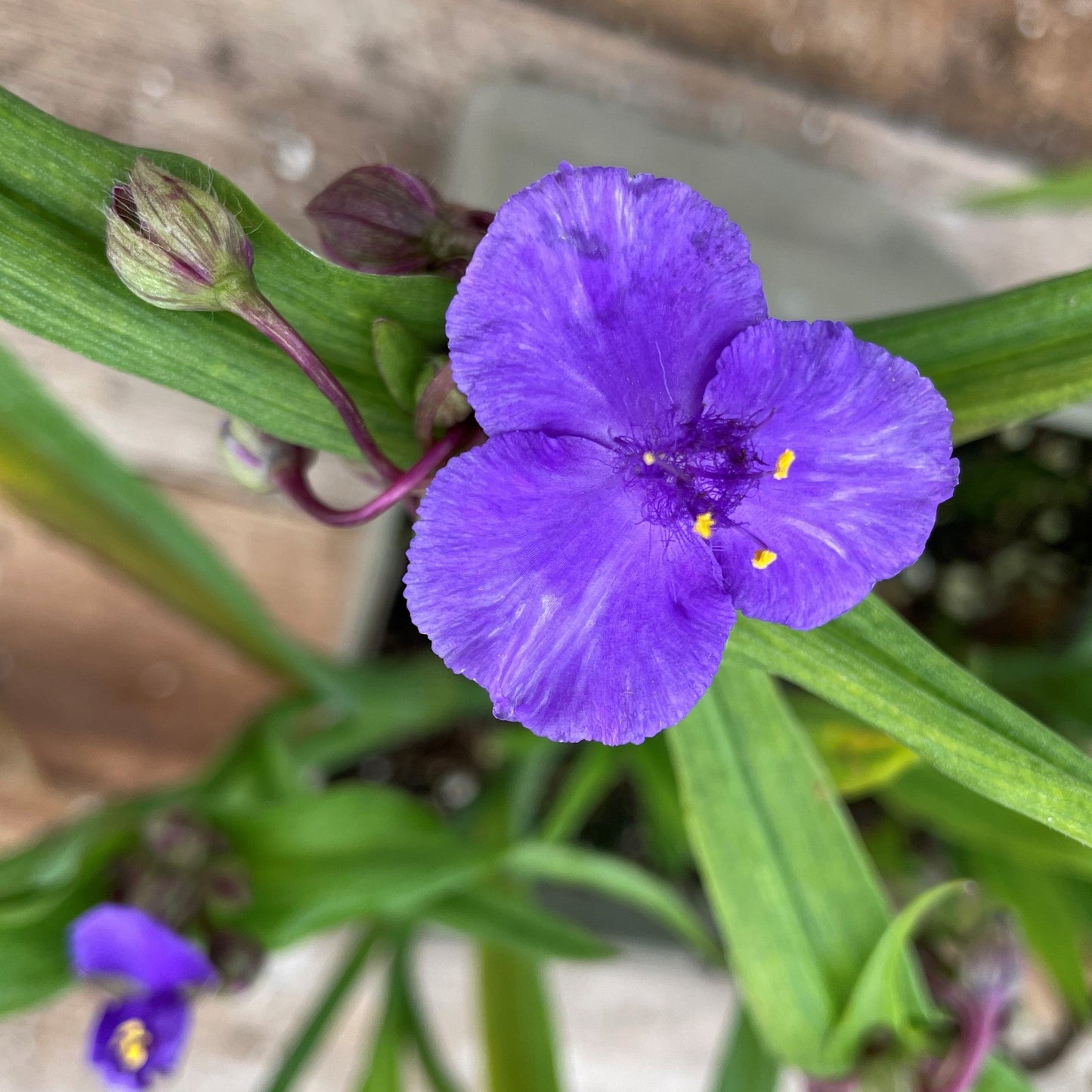 Spiderwort 'Zwanenburg Blue'