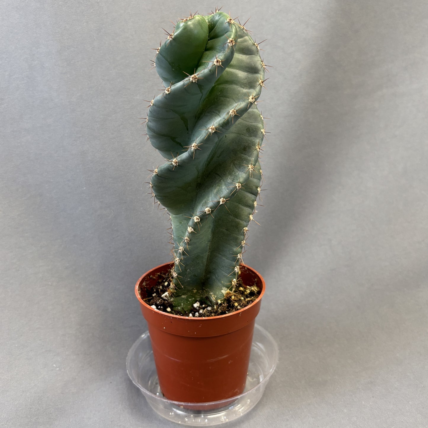 Spiral Cactus