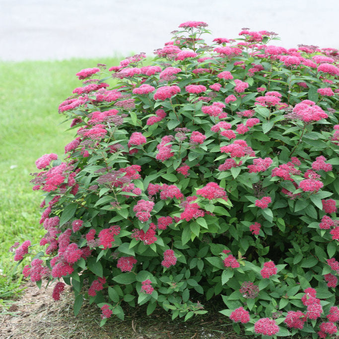 Bush with pink flowers and green leaves on a grassy background