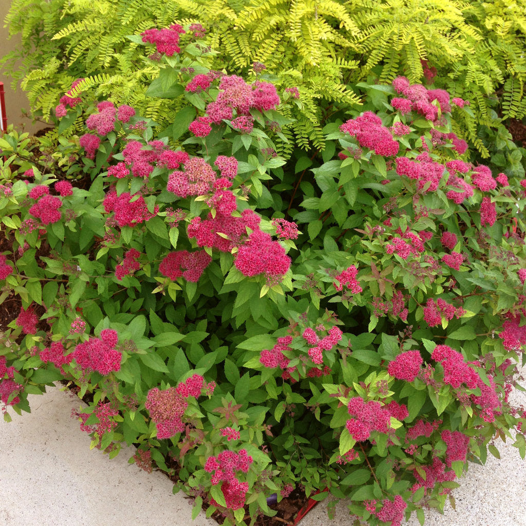 Spirea 'Double Play® Red'