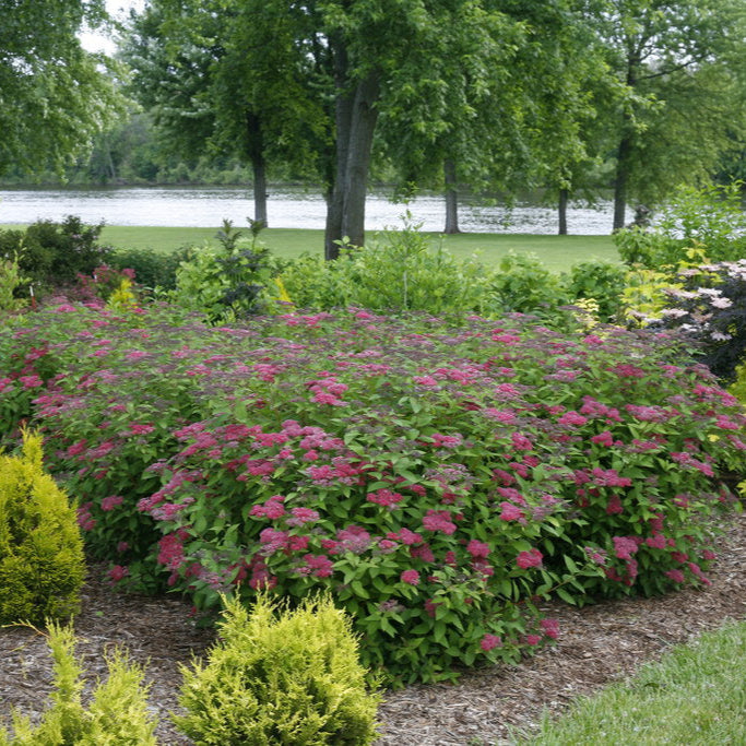Bush with pink flowers in a garden setting with trees and water in the background