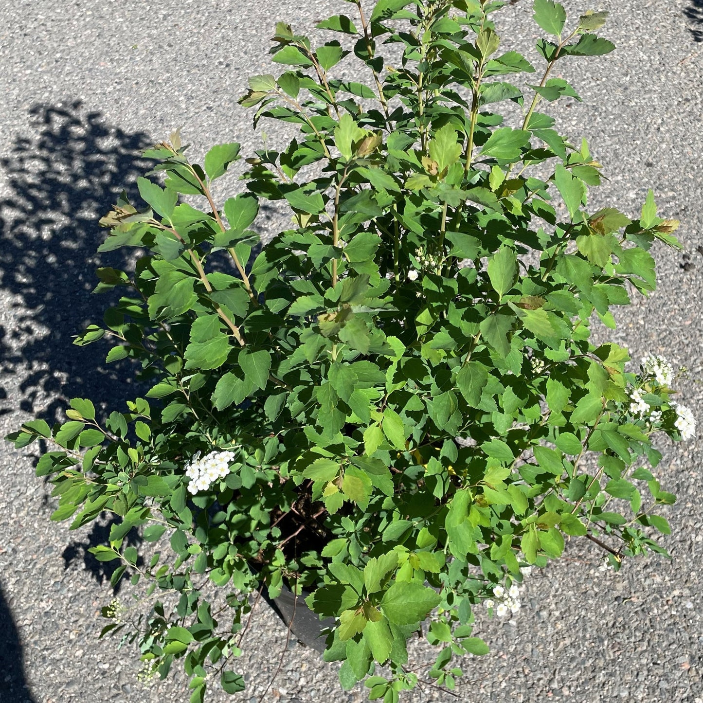 Spirea 'Bridal Wreath'