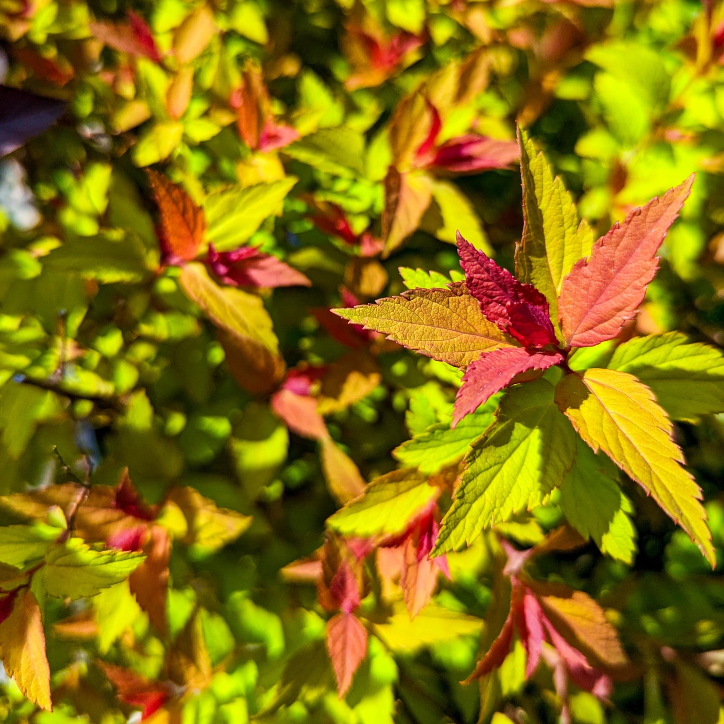 Spirea 'Magic Carpet'