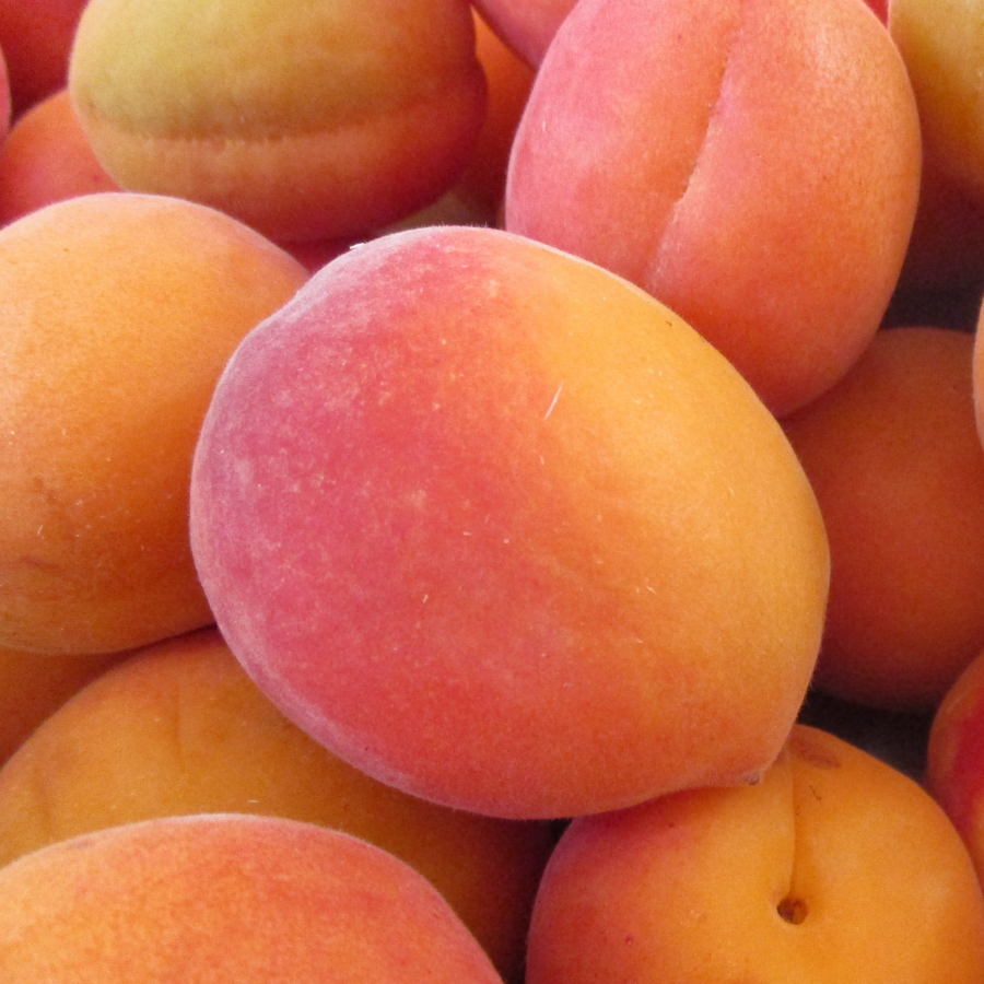 Apricot ‘Harogem’
