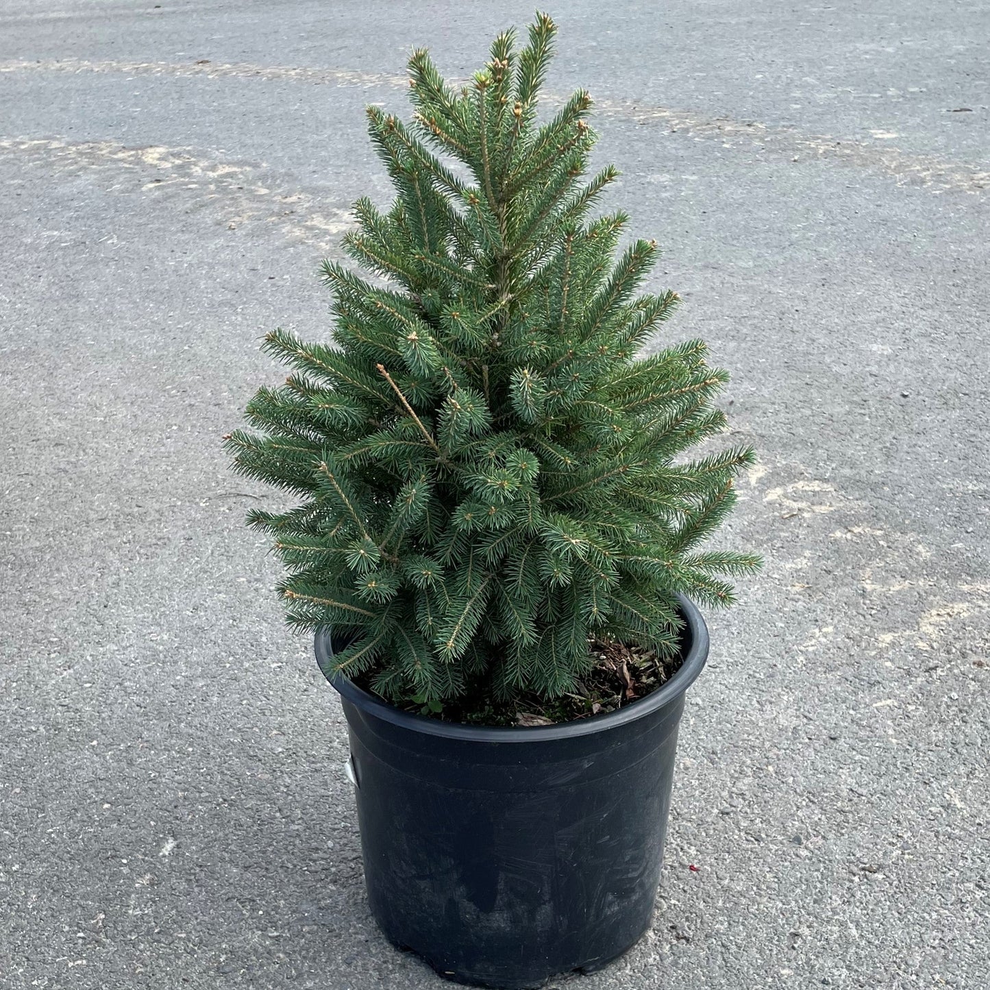 Spruce 'White'