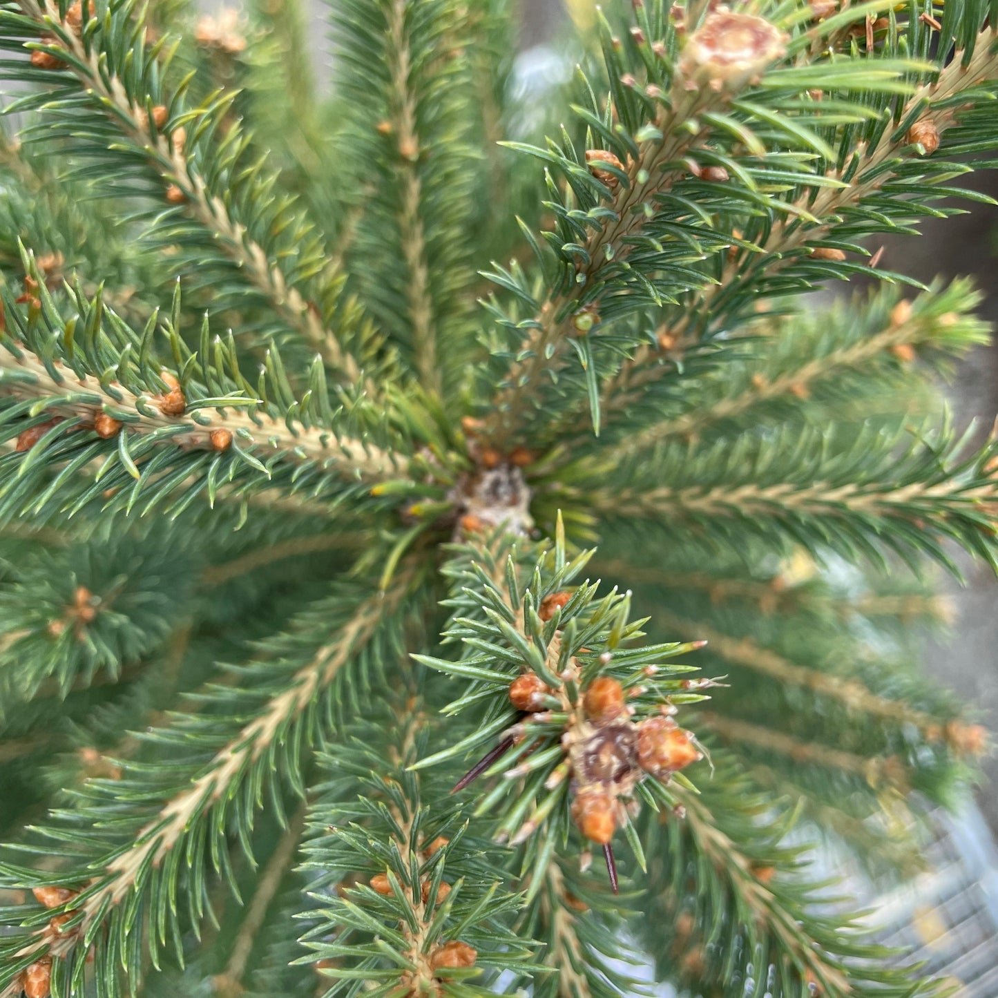Spruce 'White'