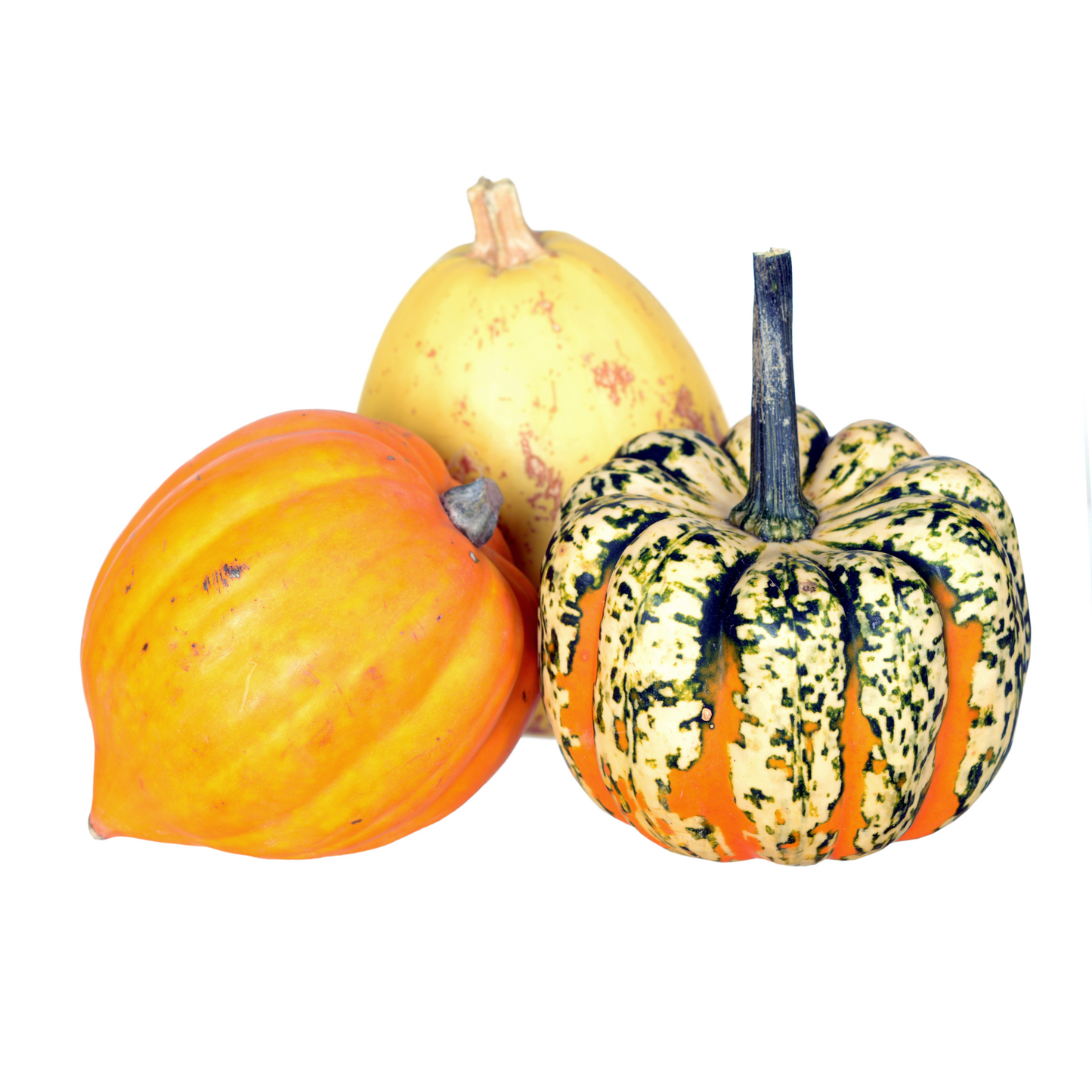 Squash Acorn 'Autumn Blend'
