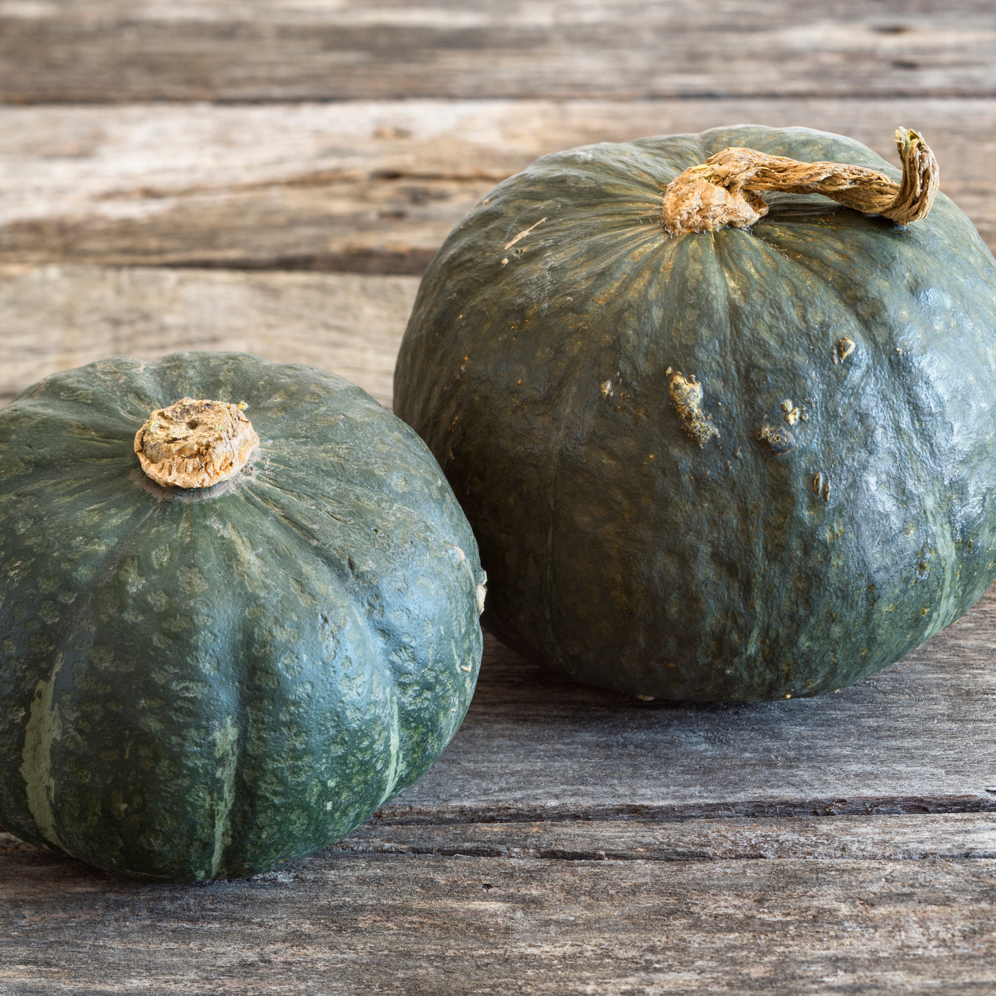 Squash 'Buttercup'