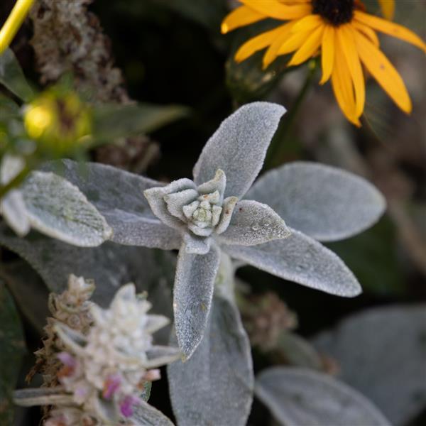Lamb's Ear