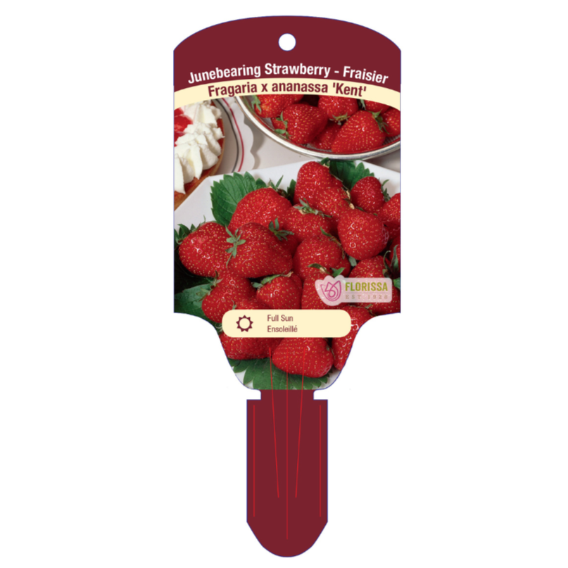 Strawberry 'Kent'