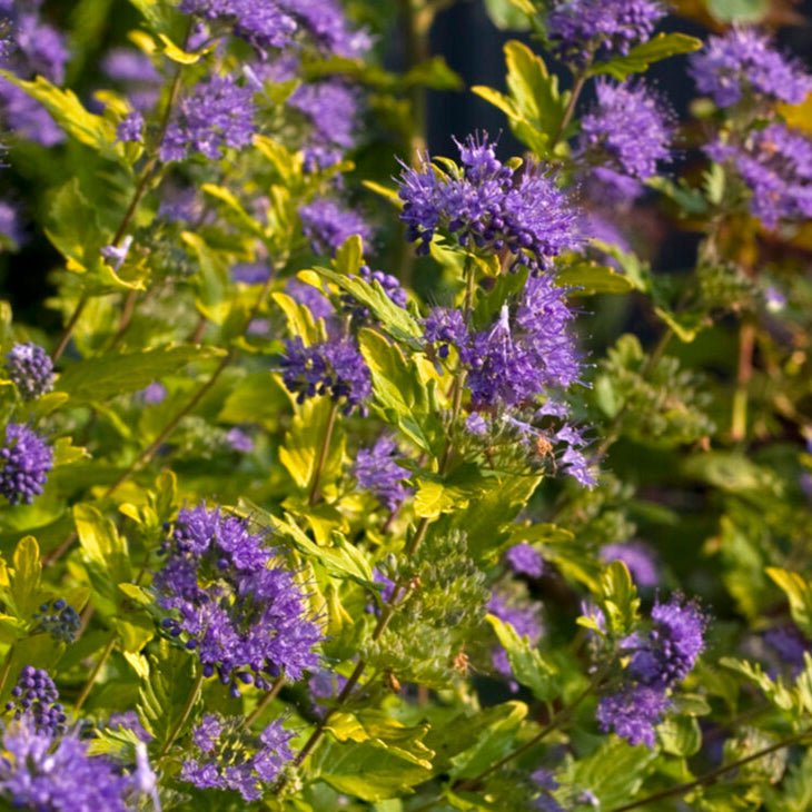 Bluebeard 'Sunshine Blue II®'