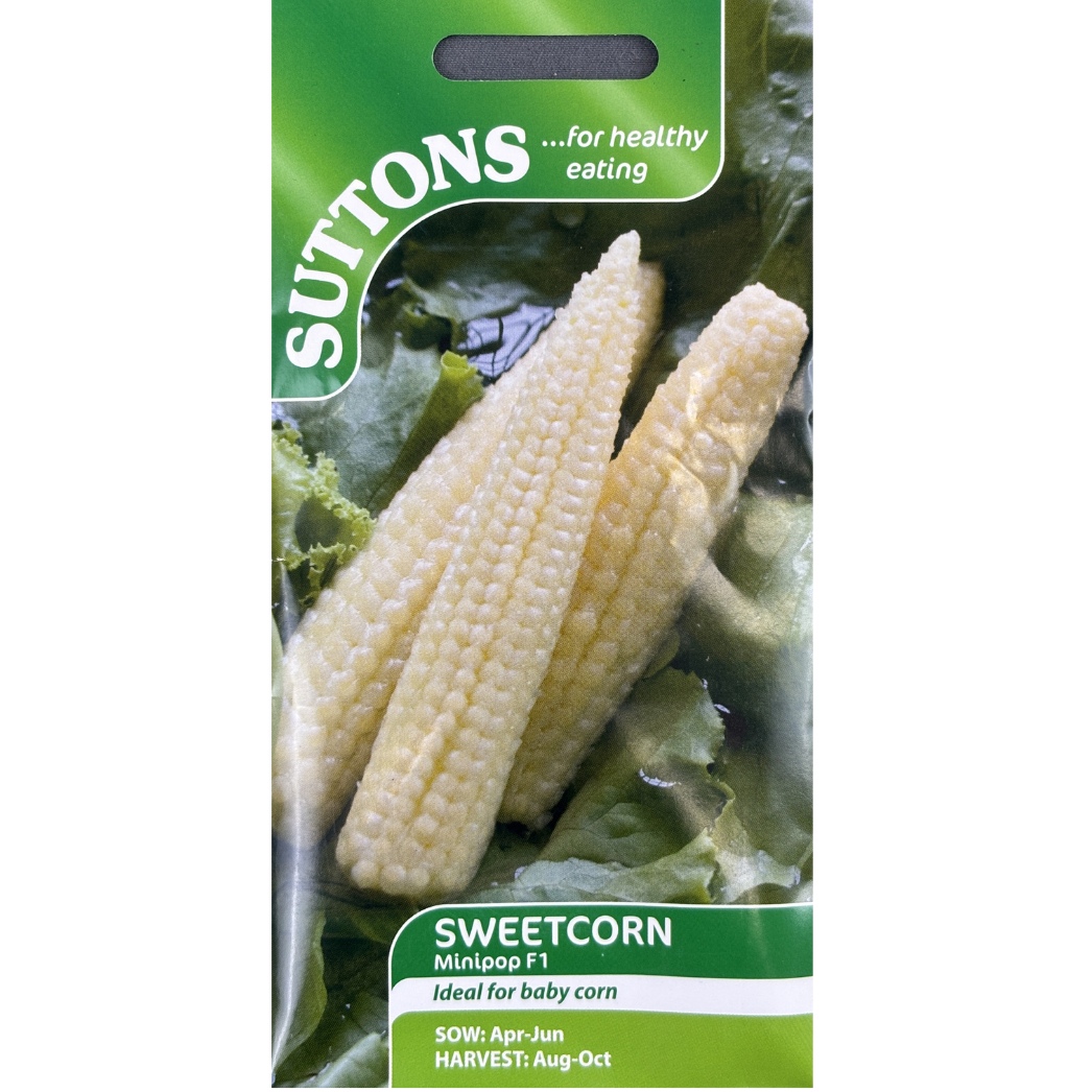 Suttons Seed Corn Minipop F1 Pkg.