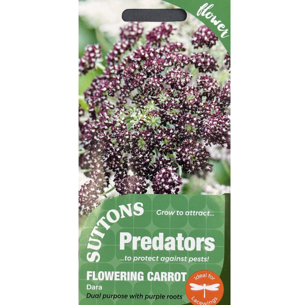 Suttons Seed Predators Flowering Carrot Dara Pkg.