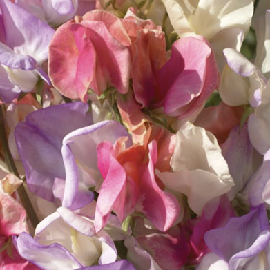Sweet Pea 'Incense Mix'