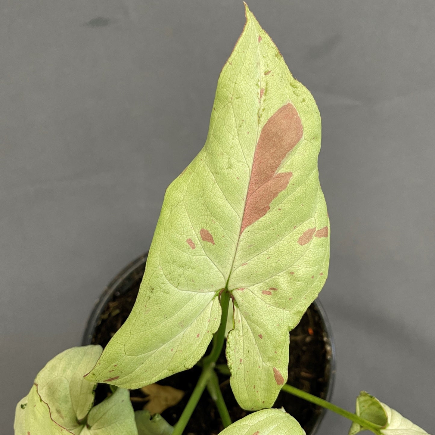 Syngonium Confetti 4" Pot