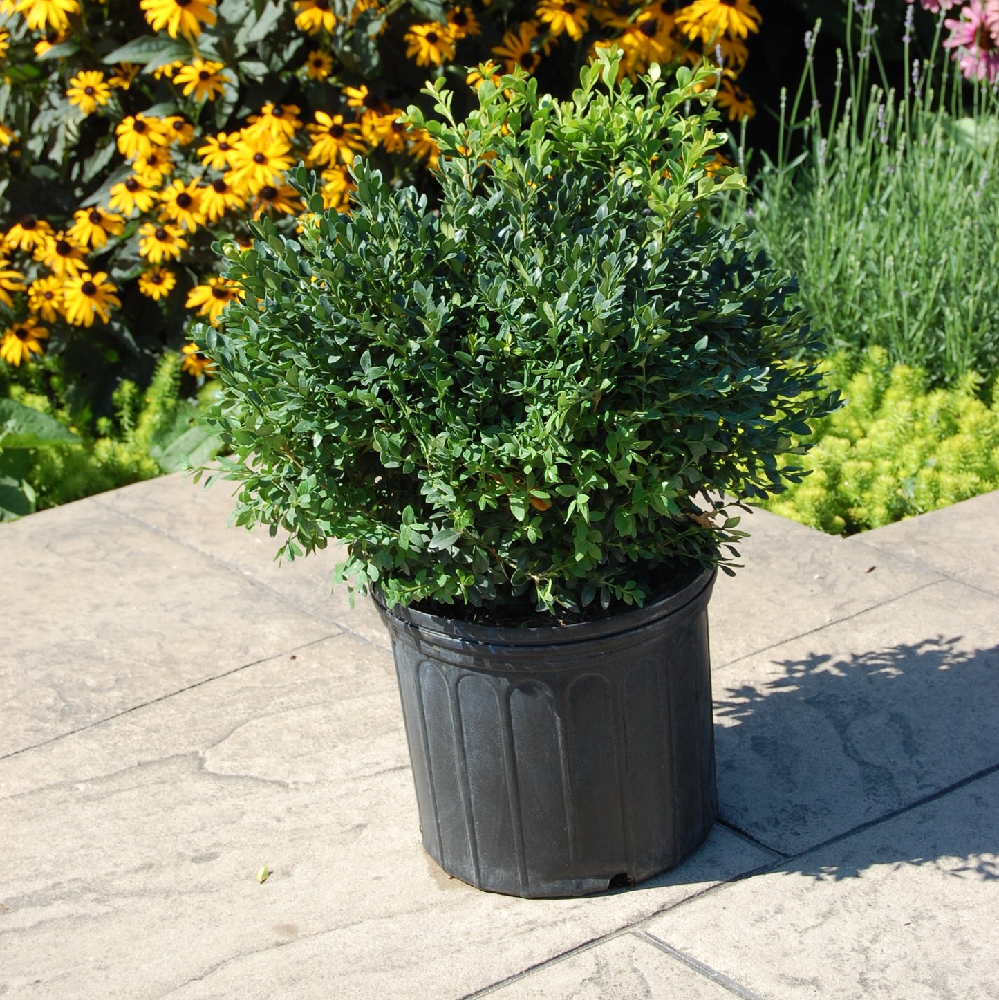 Boxwood 'Green Gem'
