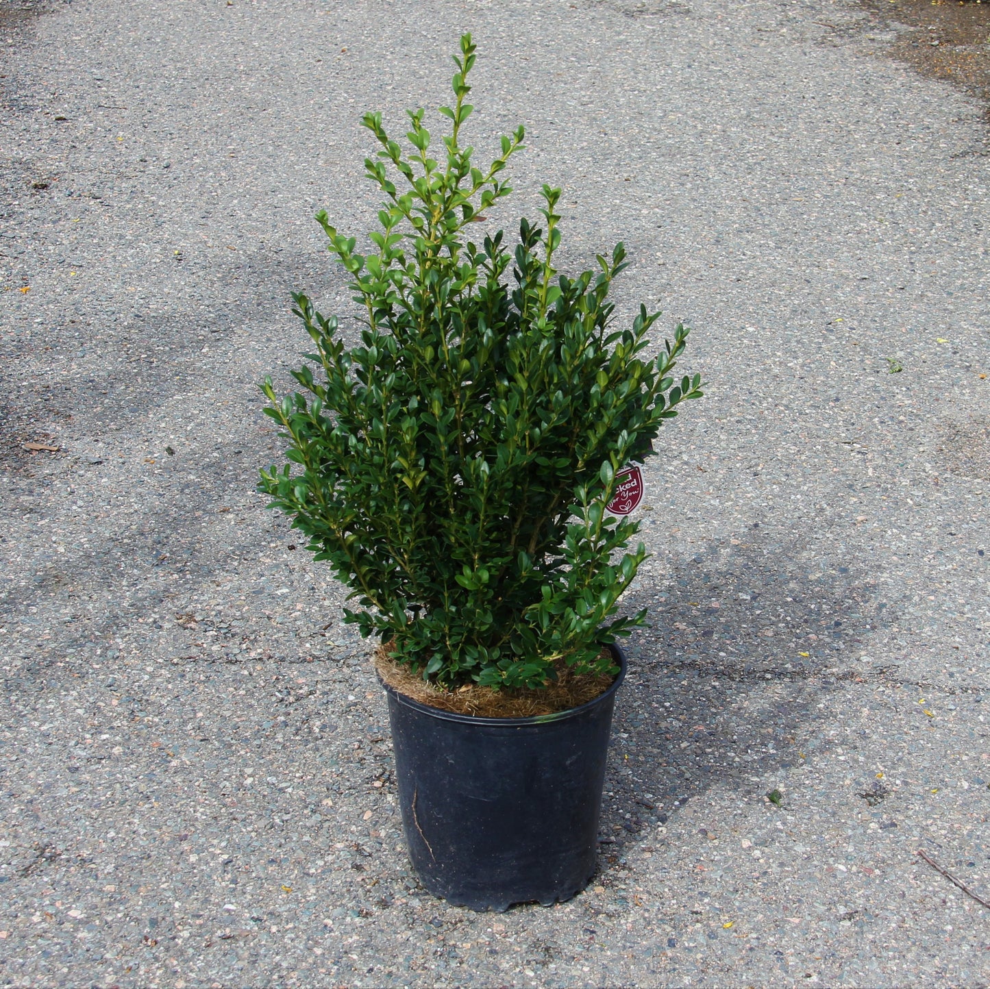 Boxwood 'Green Mountain'