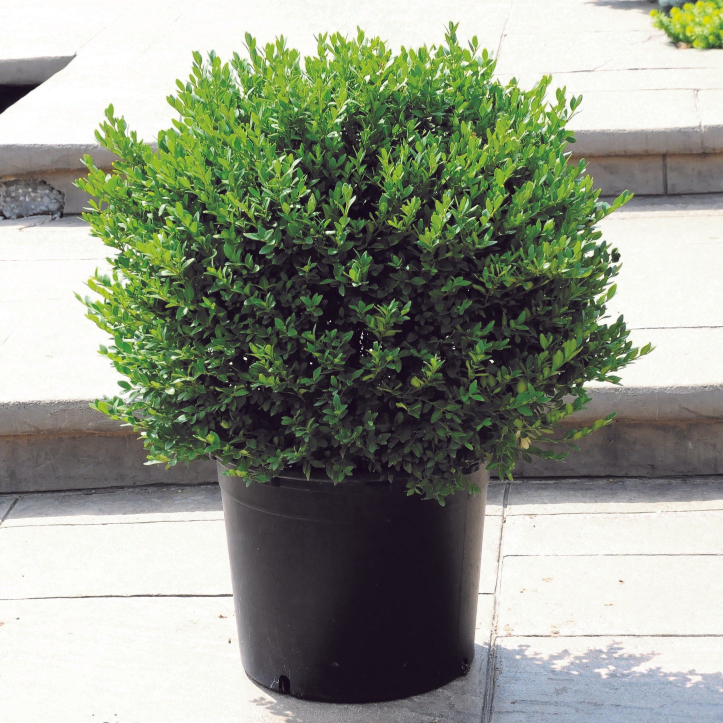 Boxwood 'Green Velvet'