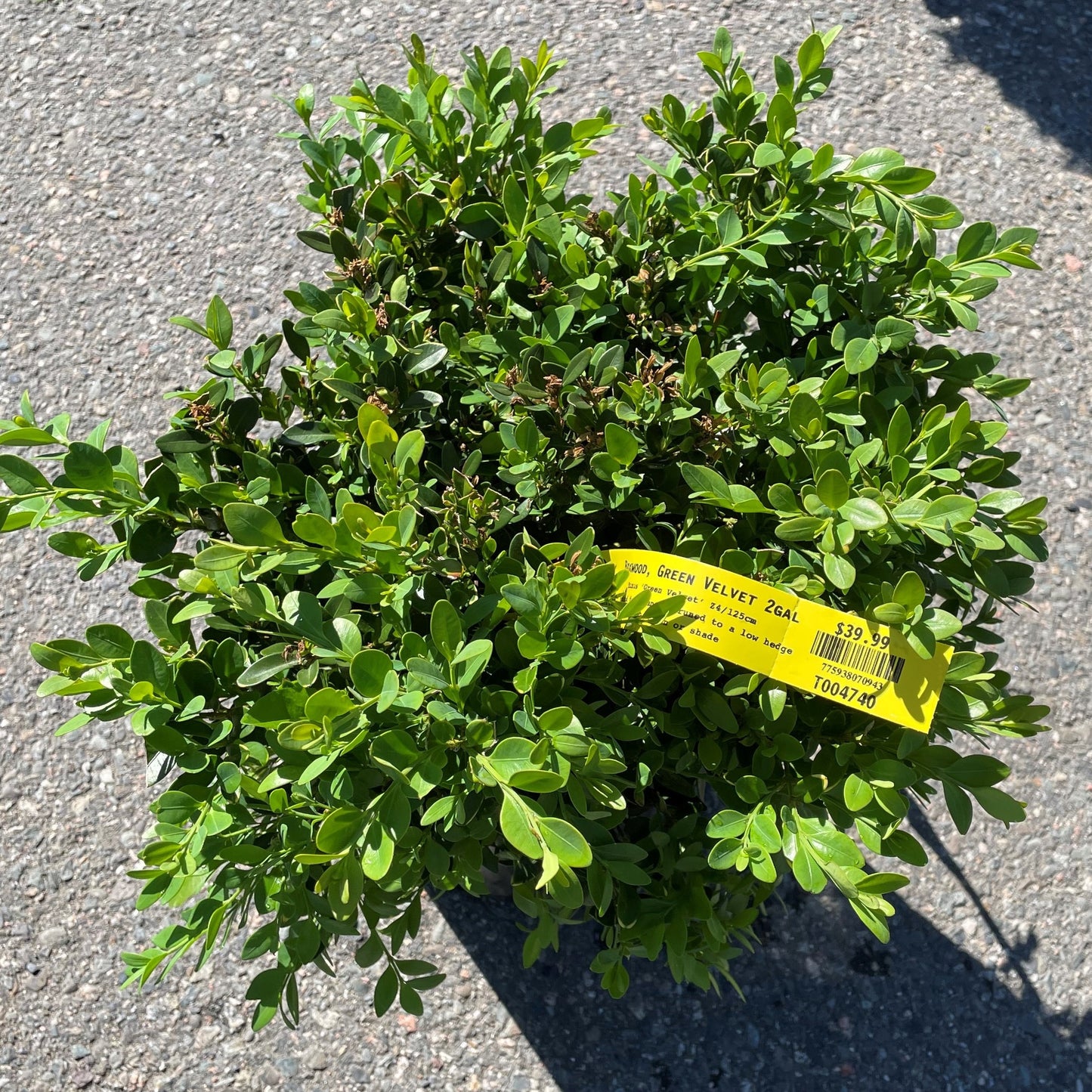 Boxwood 'Green Velvet'