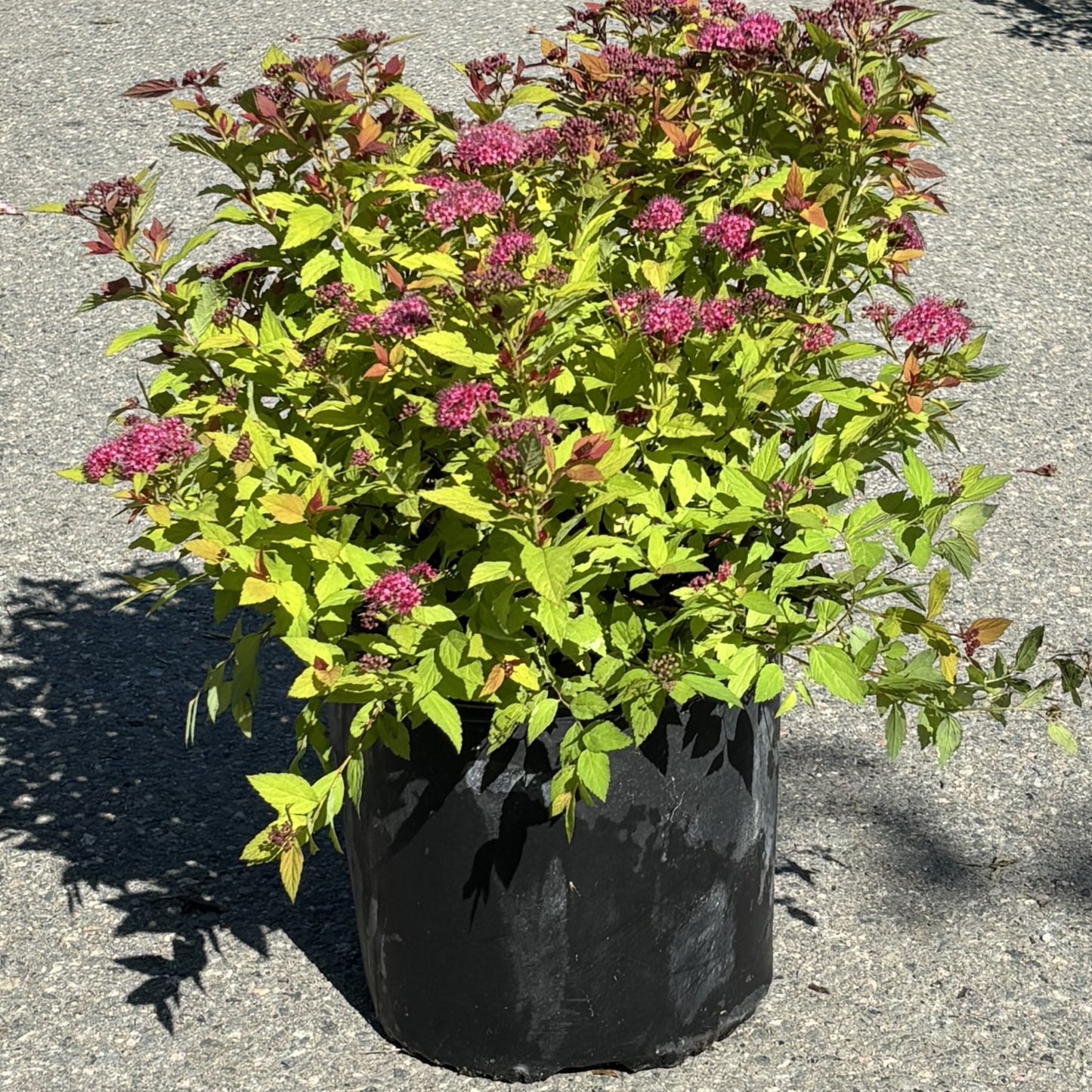 Spirea 'Magic Carpet'
