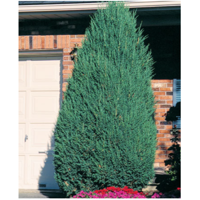 Juniper 'Mountbatten'