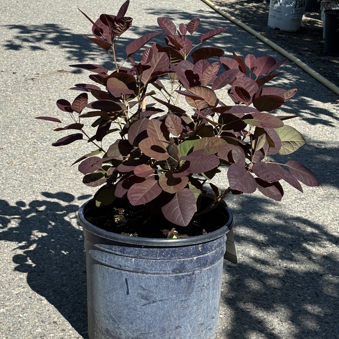 Smokebush 'Royal Purple'