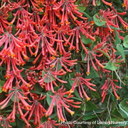 Honeysuckle 'Major Wheeler'