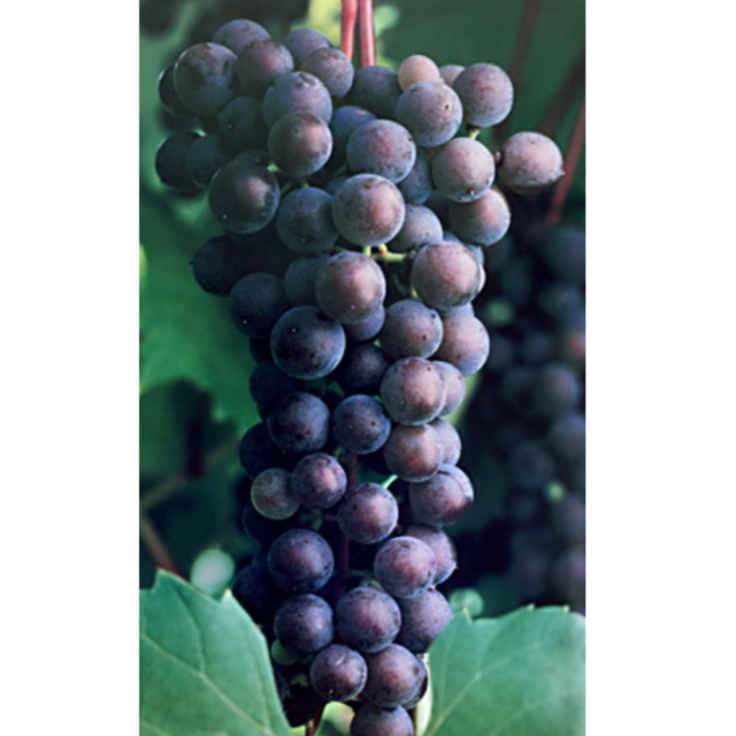 Grape 'Frontenac Gris'