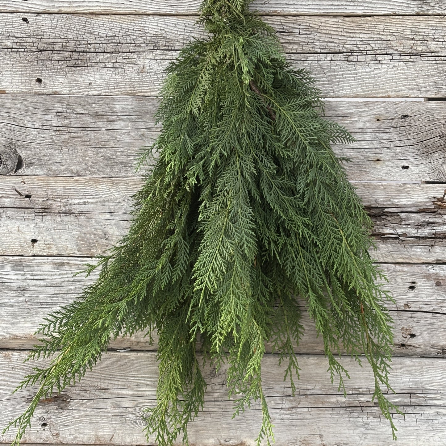 Fresh Cypress Leyland Green