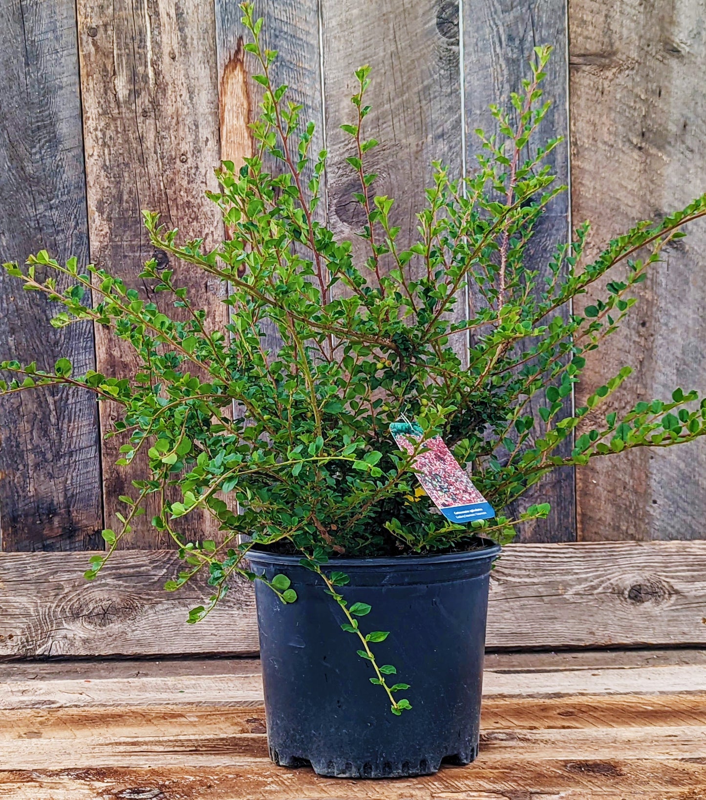 Cotoneaster 'Cranberry'