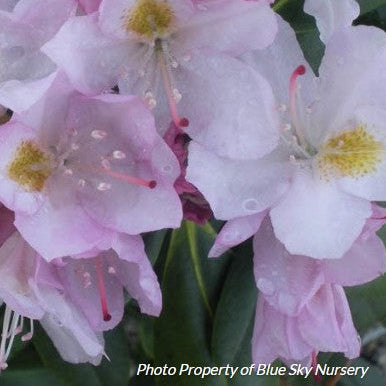 Rhododendron 'Catawbiense Album'