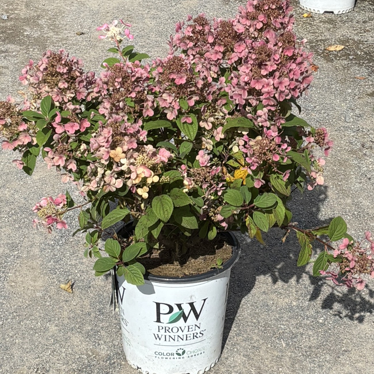 Hydrangea 'Little Quick Fire®'