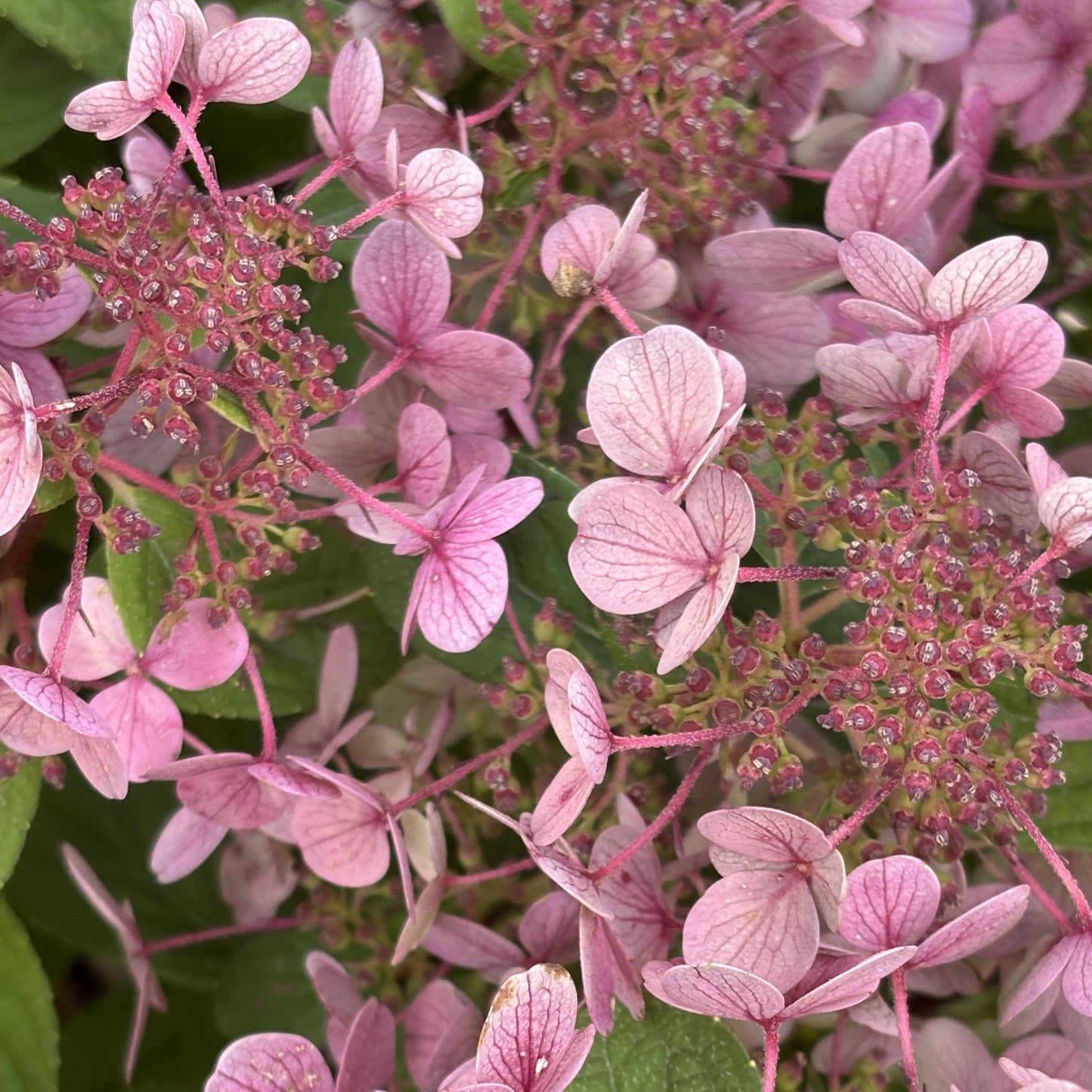 Hydrangea 'Little Quick Fire®'