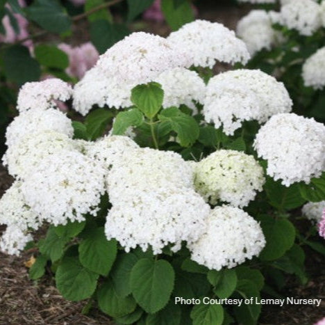 Hydrangea 'Invincibelle Wee White®'