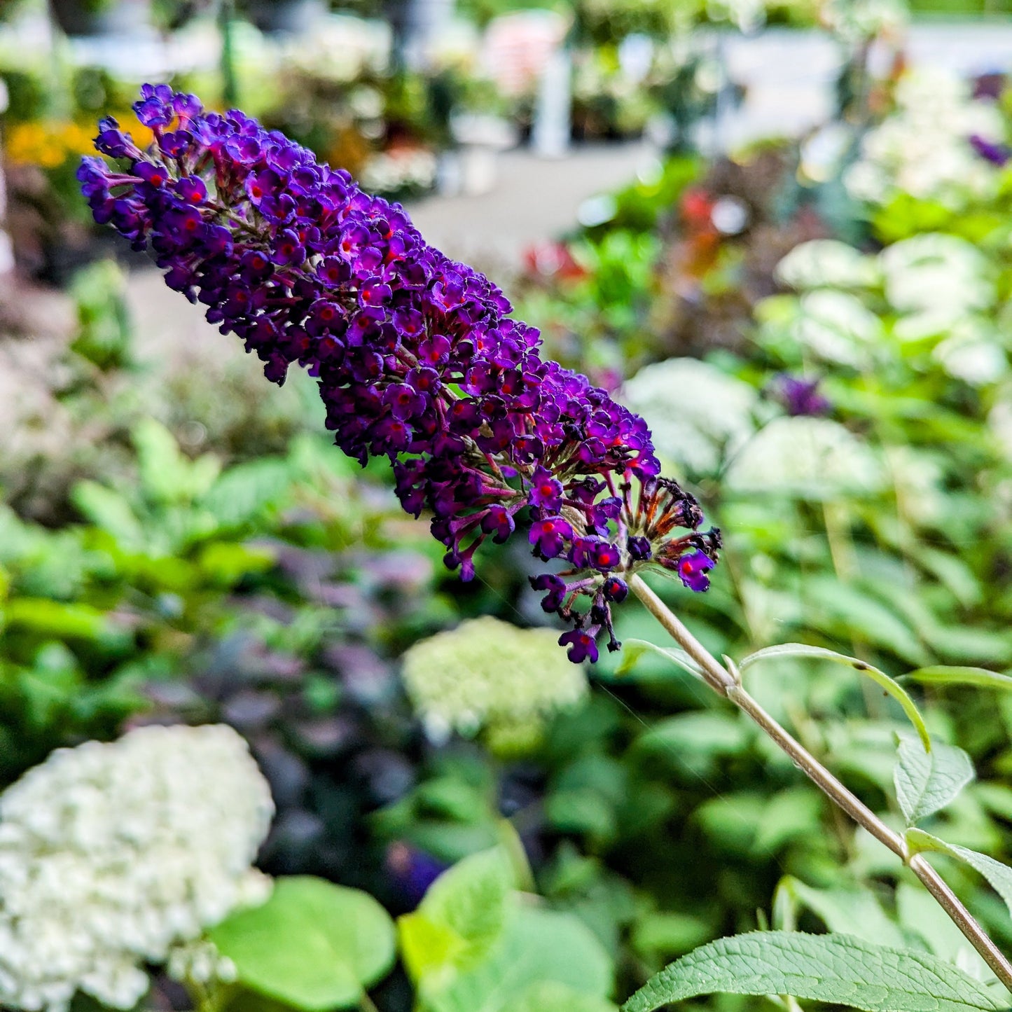 Butterfly Bush 'Black Knight'