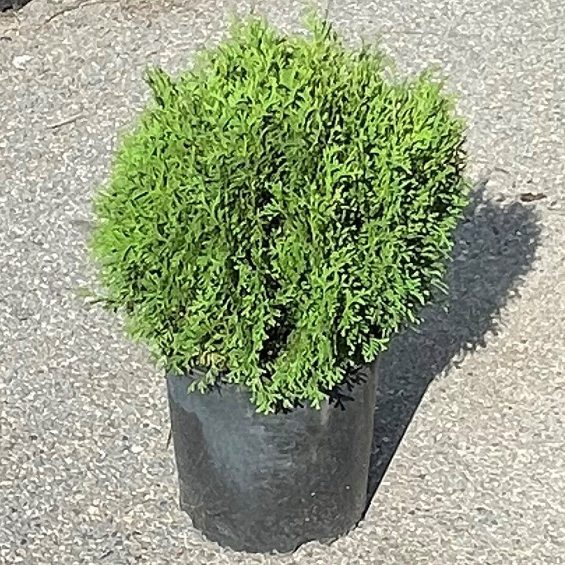 Cedar 'Hetz Midget'