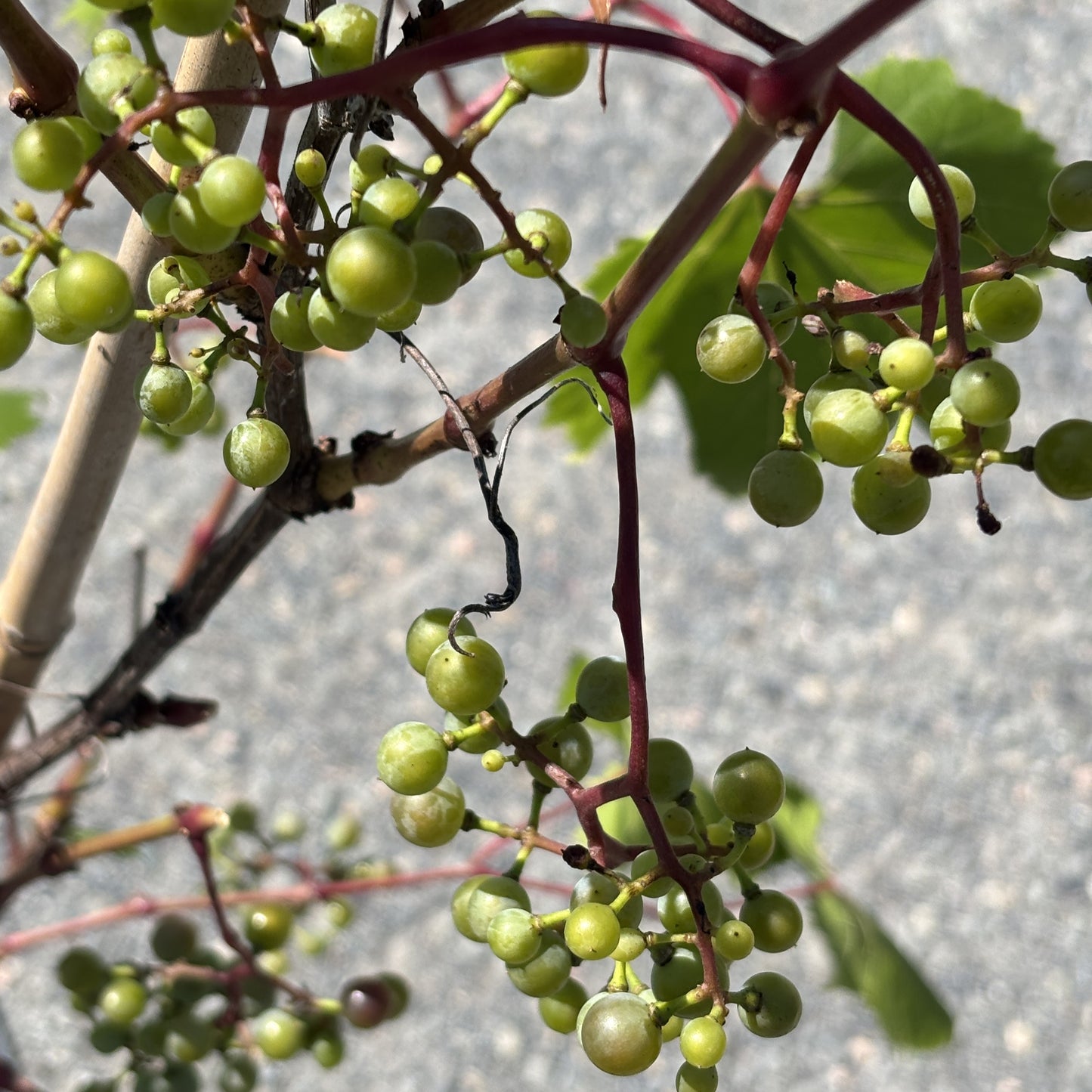 Grape 'Osceola Muscat'