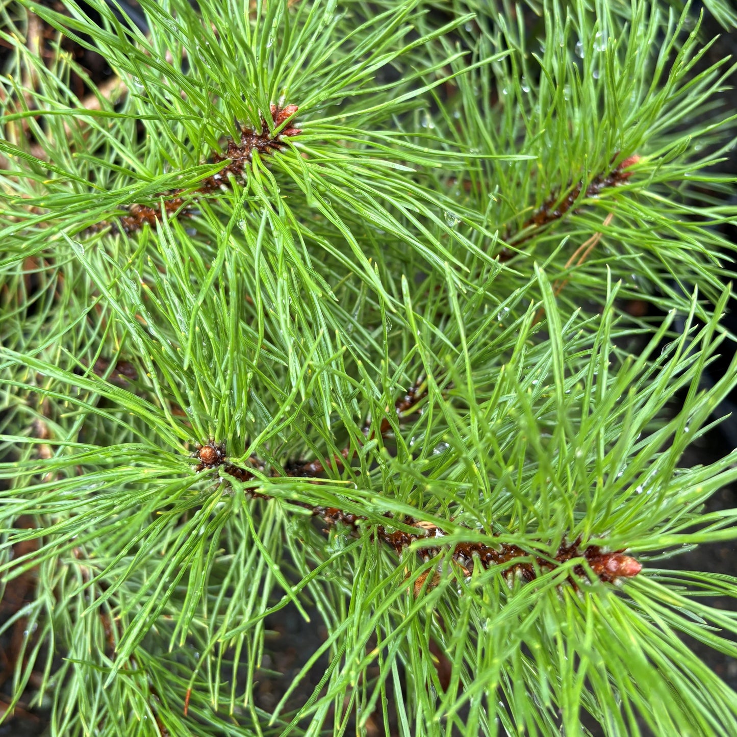 Pine 'Mugo' Dwarf