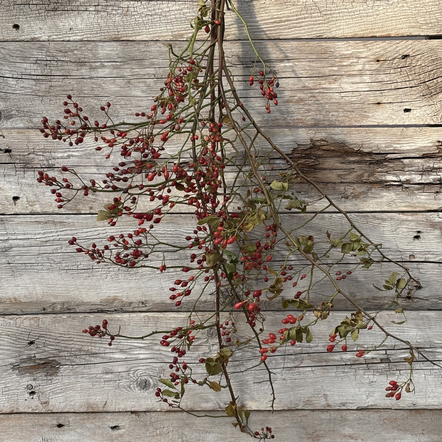 Fresh Rose Hips Bundle