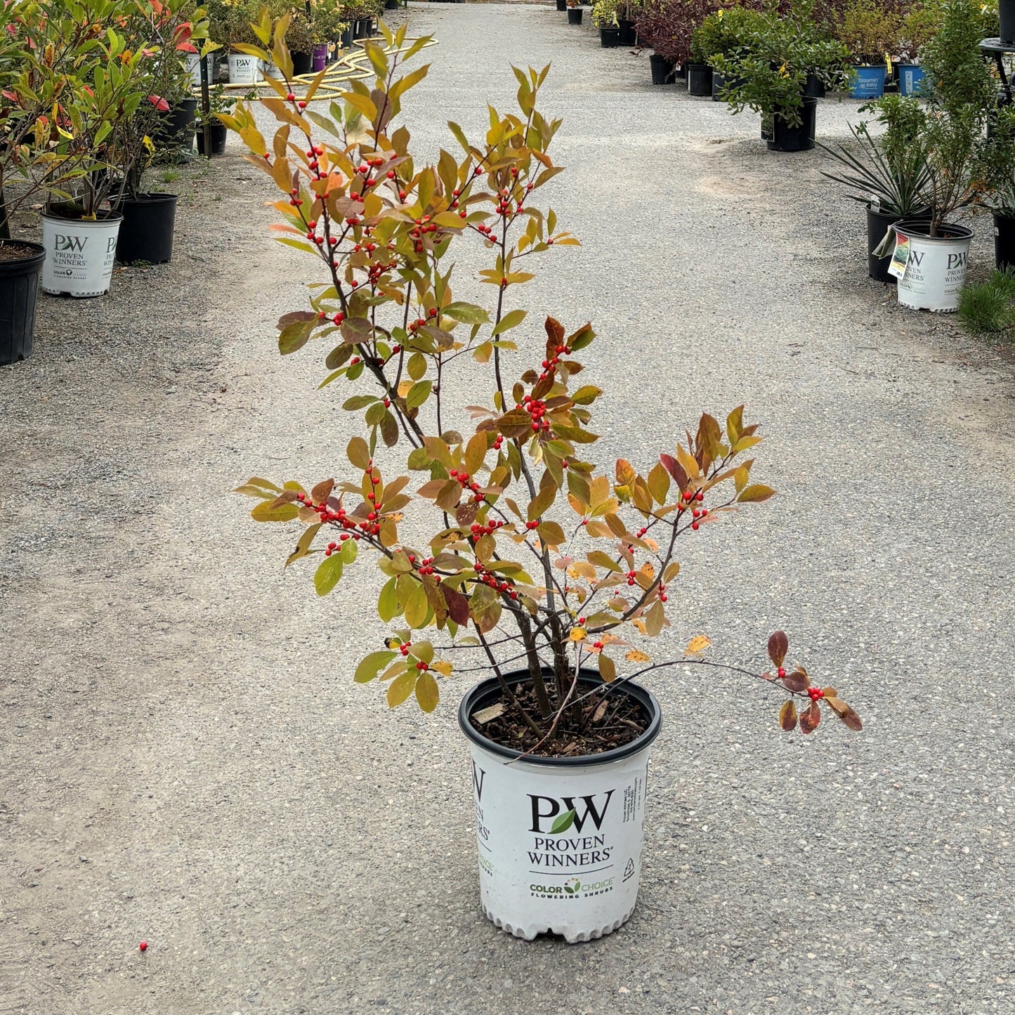 Winterberry 'Berry Heavy'