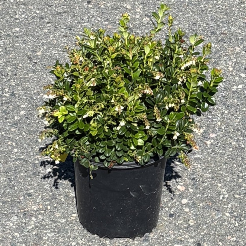 Lingonberry 'Red Candy'