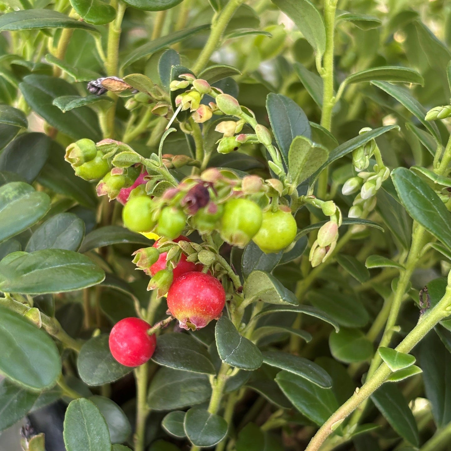 Lingonberry 'Red Candy'