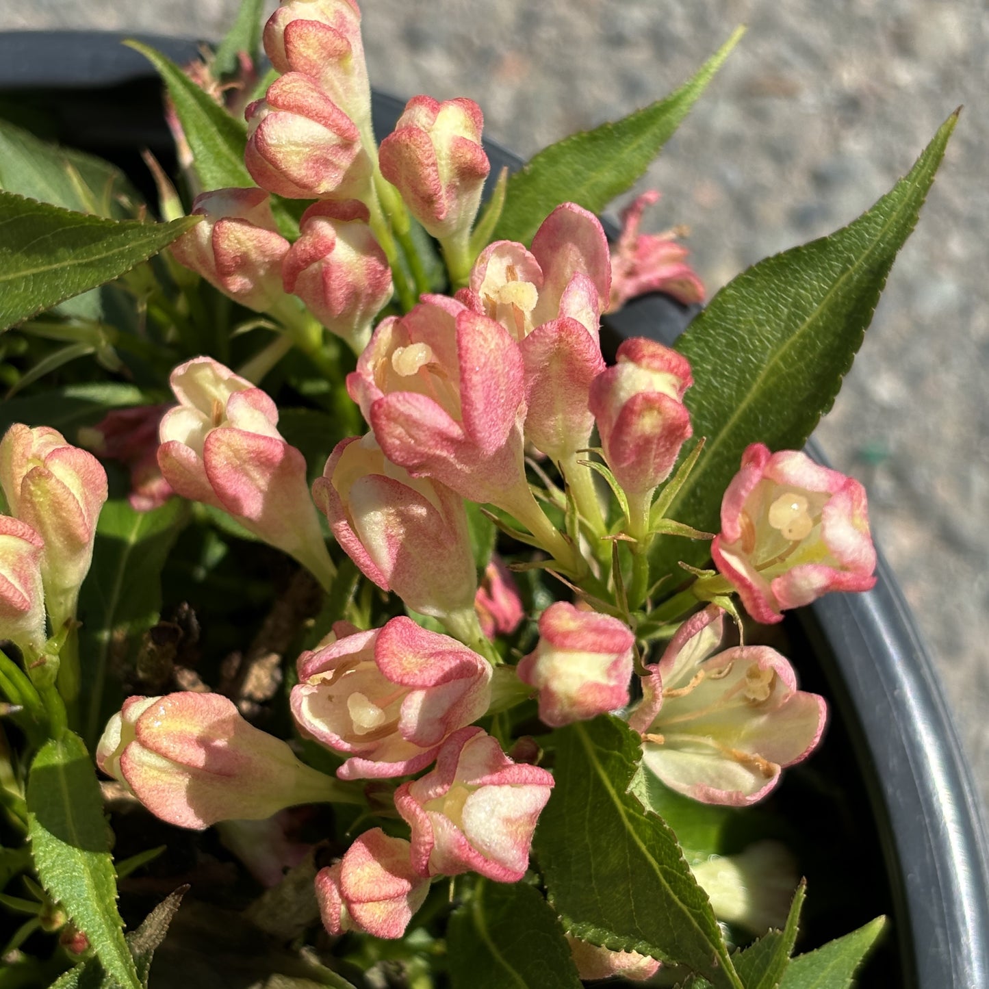 Weigela 'Peach Kisses'