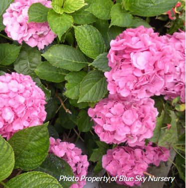 Hydrangea 'Endless Summer'