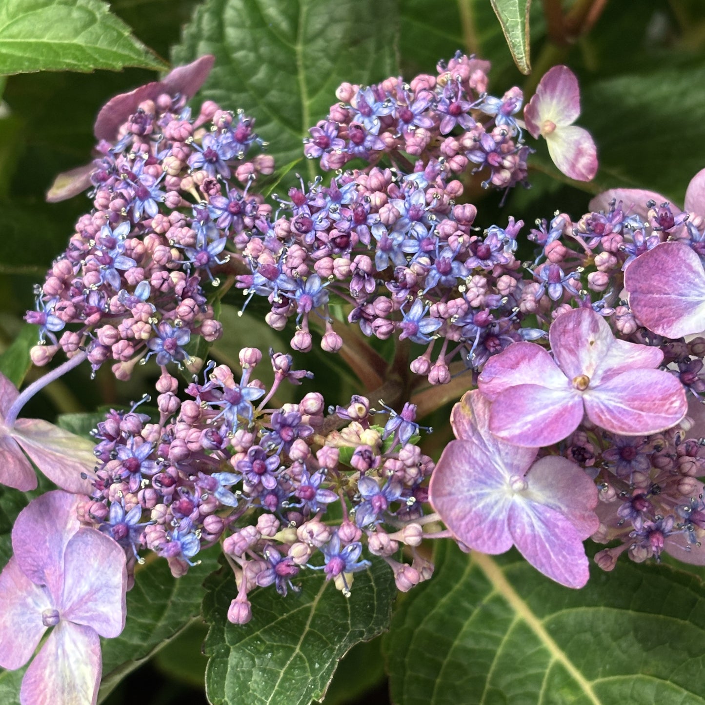 Hydrangea 'Endless Summer'