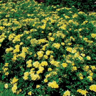 Rose Bush Flower Carpet Yellow 1gal
