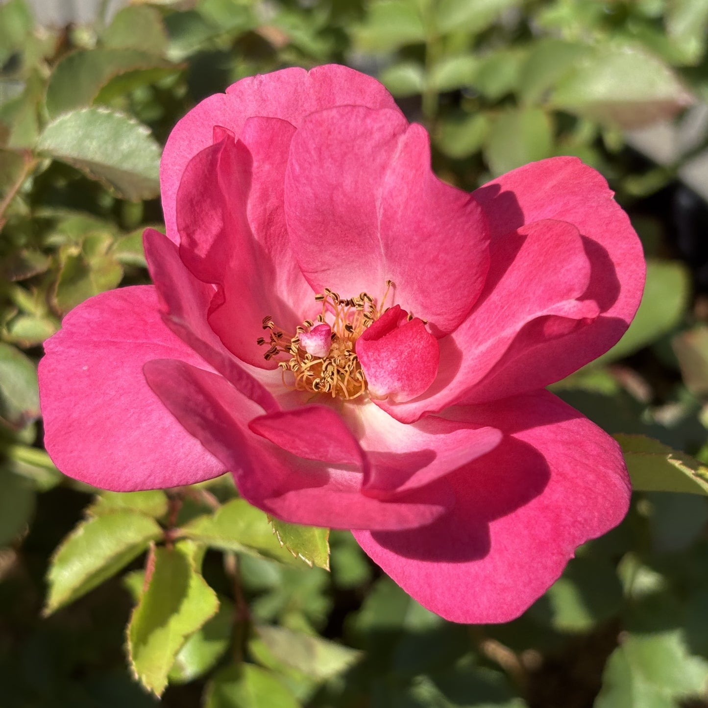 Rose Bush 'Sunrise Sunset'